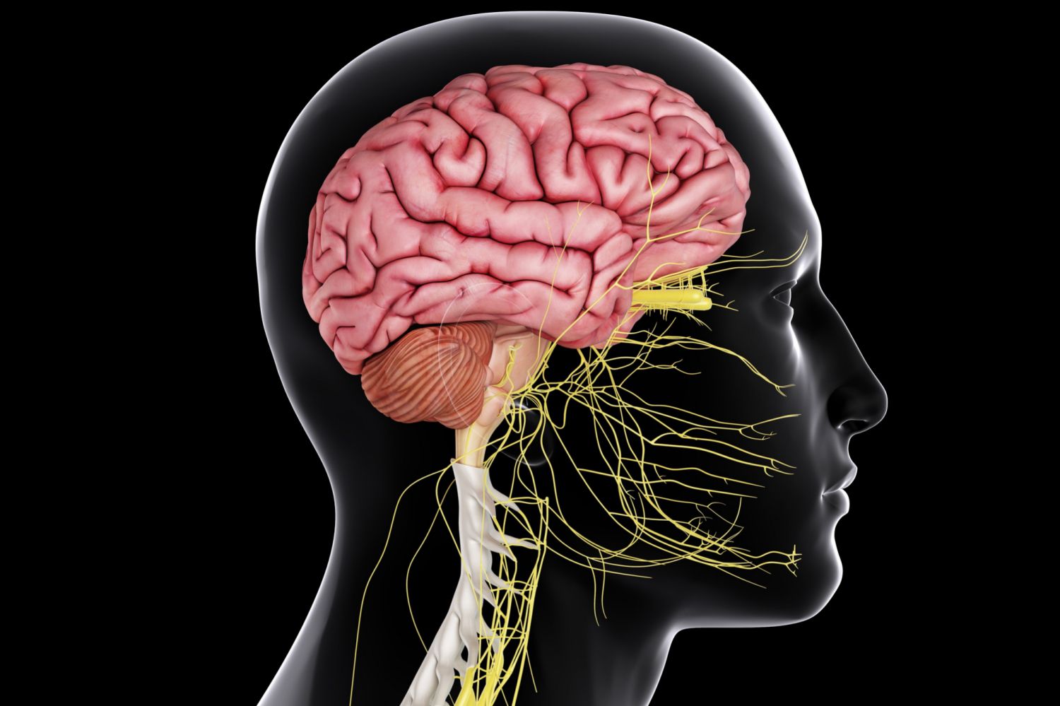 Brain and Nervous System